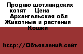 Продаю шотландских котят. › Цена ­ 7 000 - Архангельская обл. Животные и растения » Кошки   